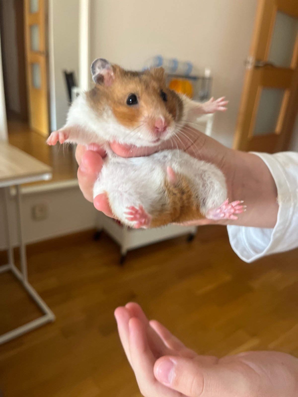 Barcelona resident tends to pet hamster during morning routine