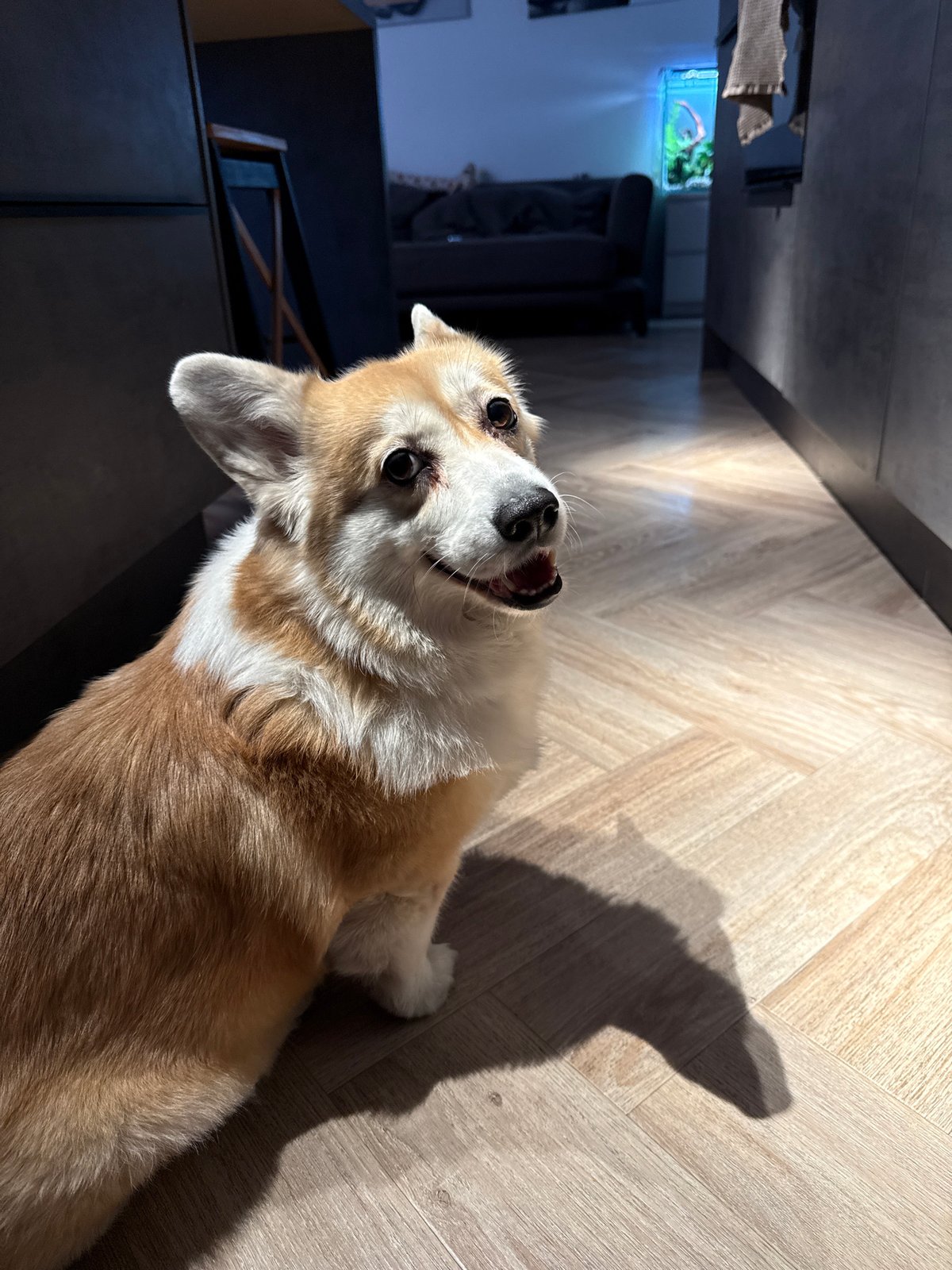 Krasnoyarsk resident documents corgi, aquariums in domestic setting
