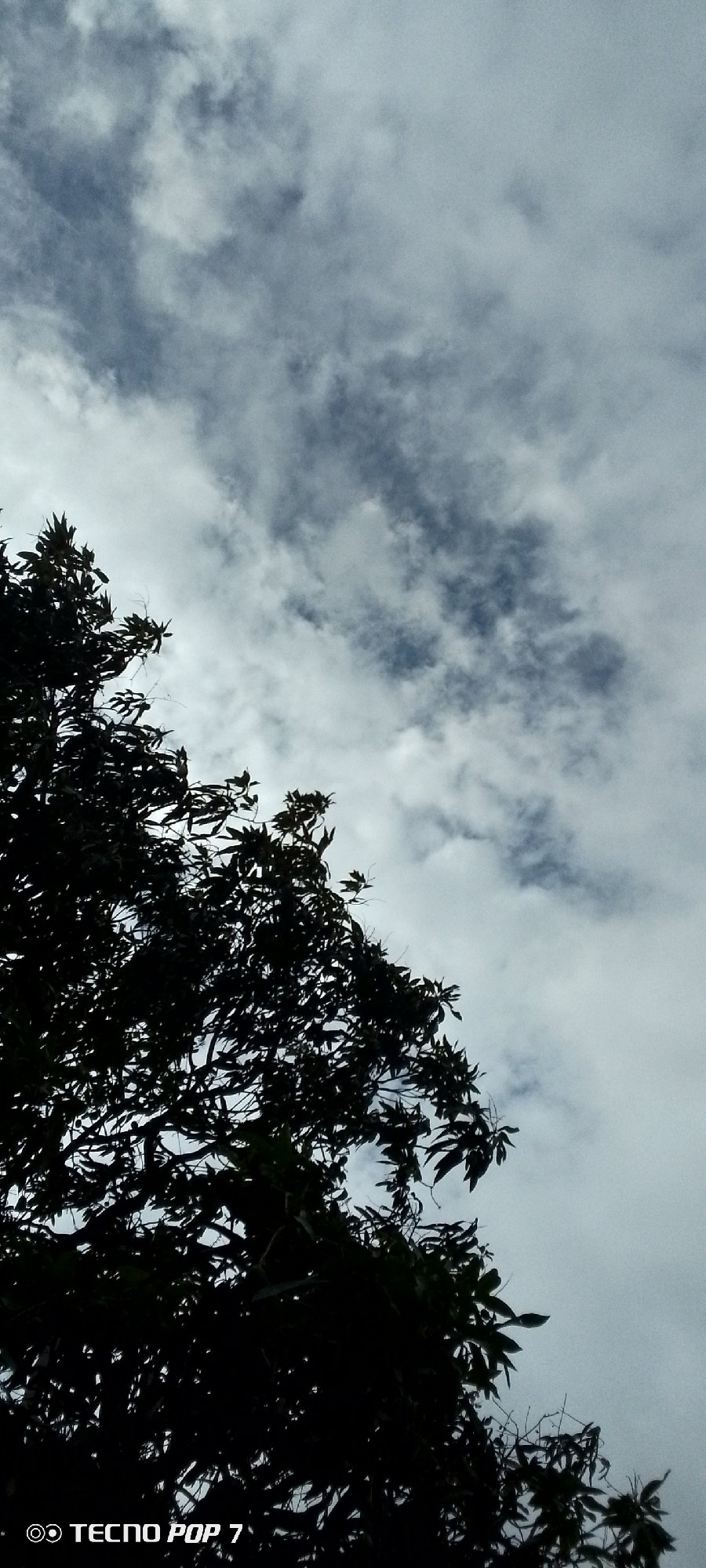Dramatic overcast skies documented over Altagracia, Venezuela trees
