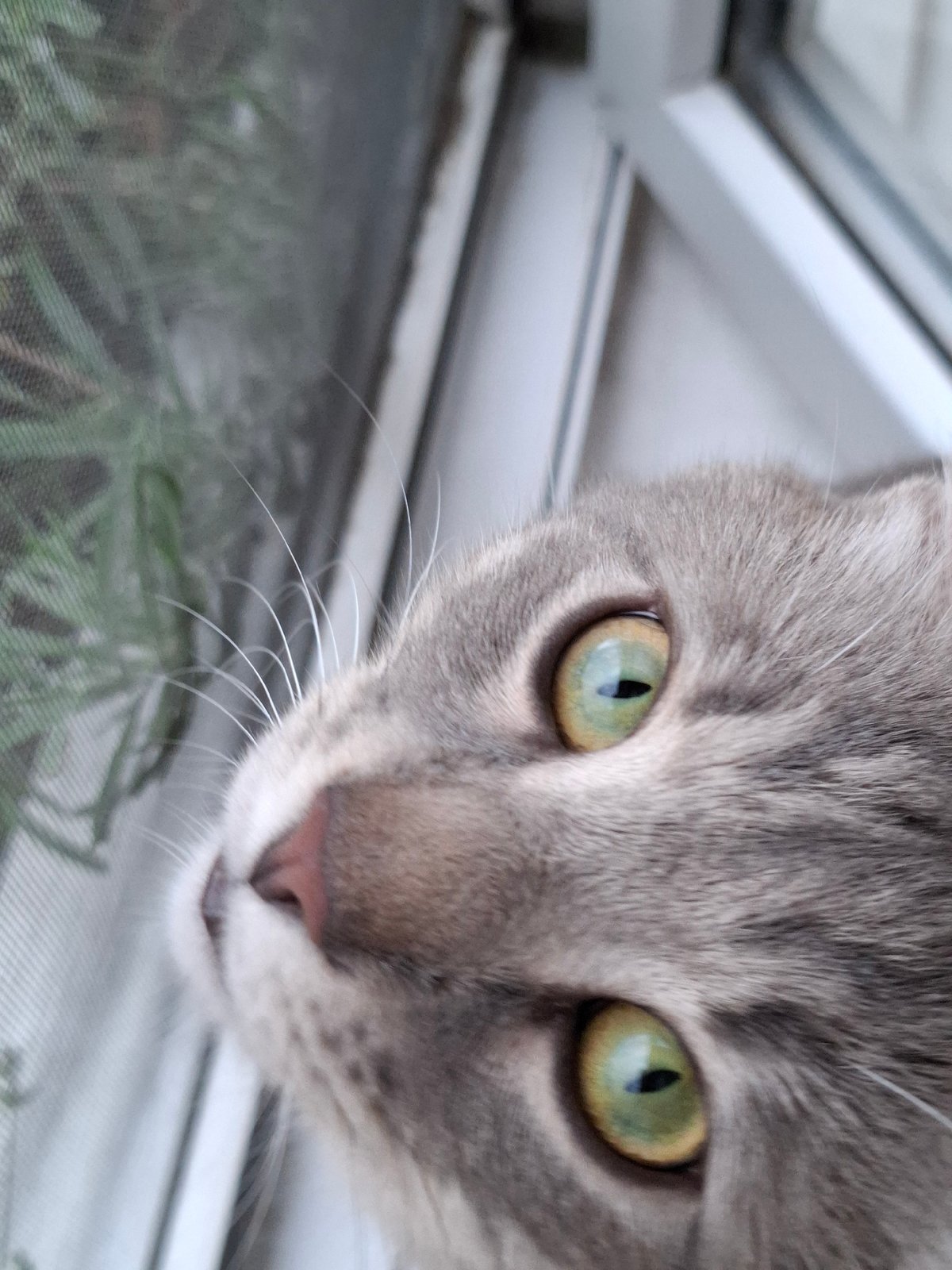 Tabby cat photographed in playful poses around Zemun home