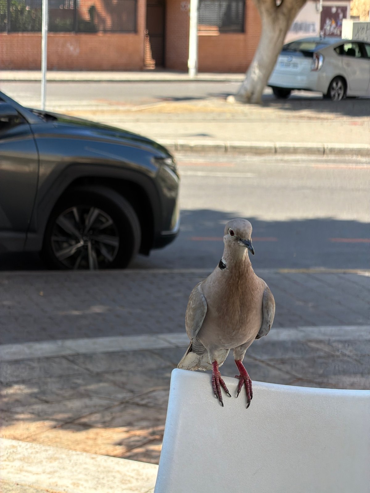 Café terrace birds and coffee in coastal La Vila Joiosa