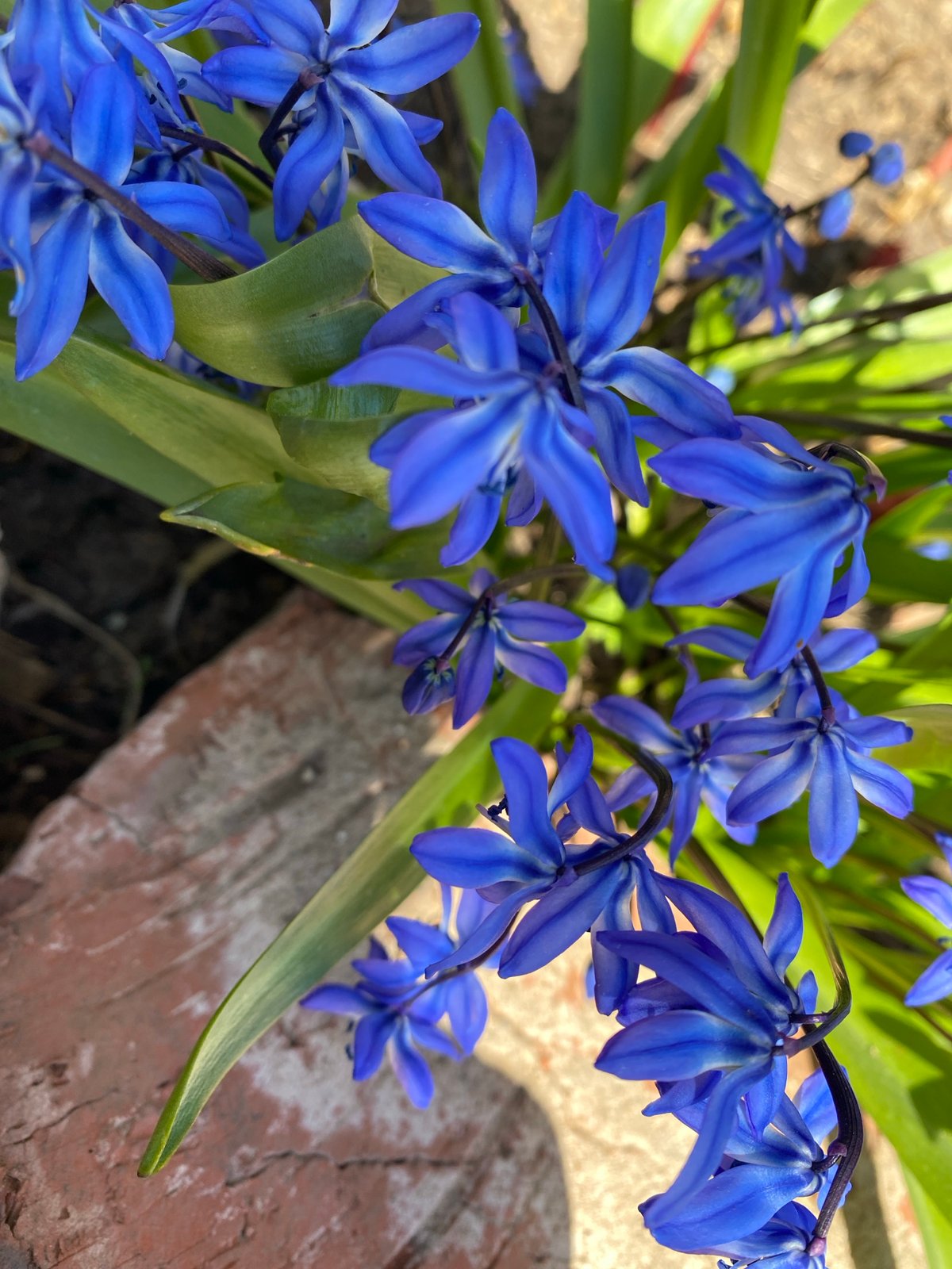 Spring blooms and outdoor activities documented across Russian towns