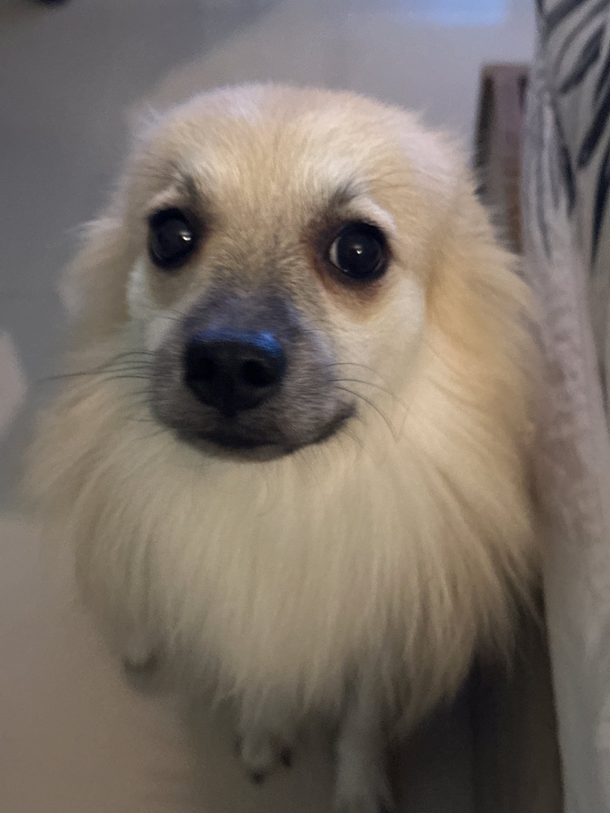 Fluffy Pomeranian-type dog chilling on tiled floor, Ko Samui