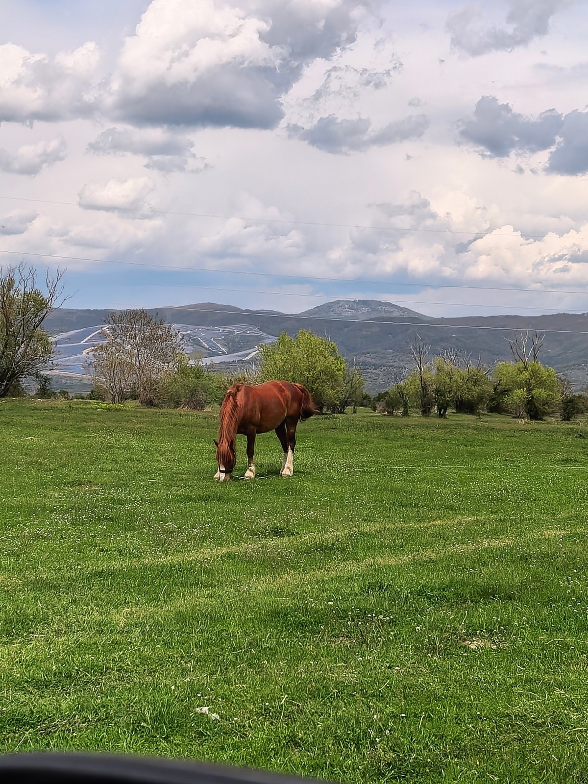 Brown horse grazes peacefully in Bulgarian countryside field