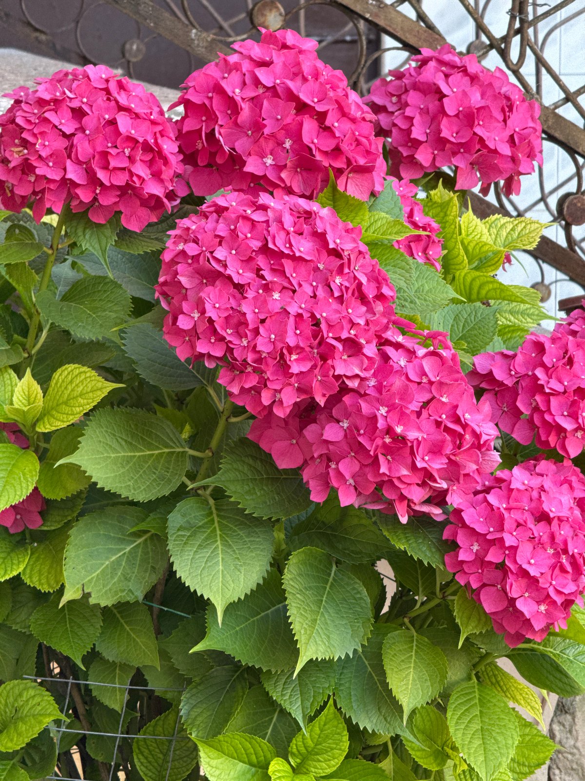 Close-up garden and plant photography in Sokhumi, Abkhazia