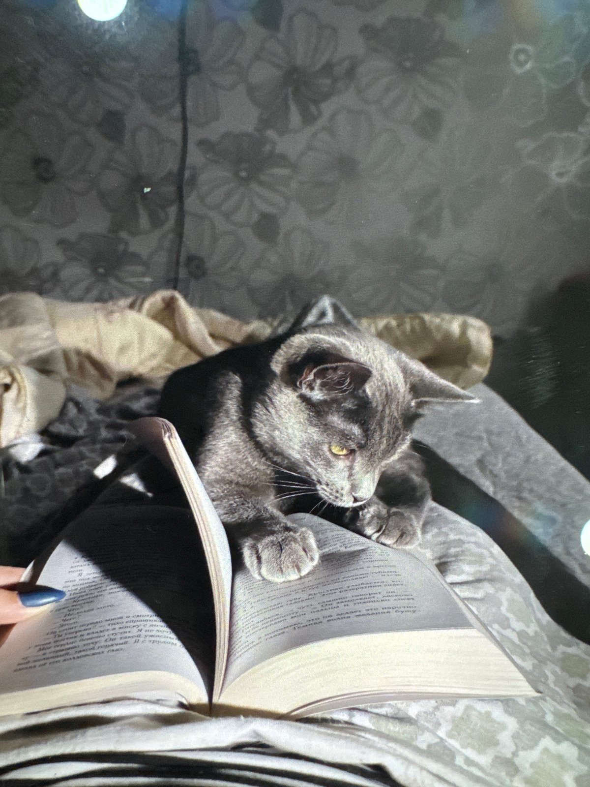 Cat extends claws on sofa in Russian village