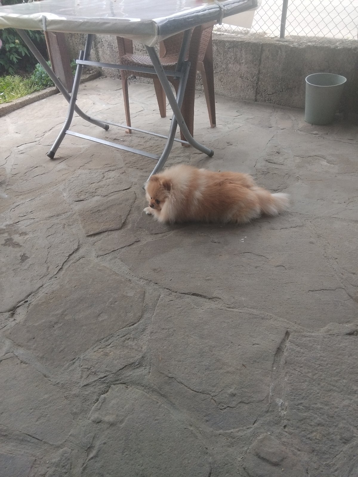Pomeranian dog spends morning on stone patio in Bulgarian town