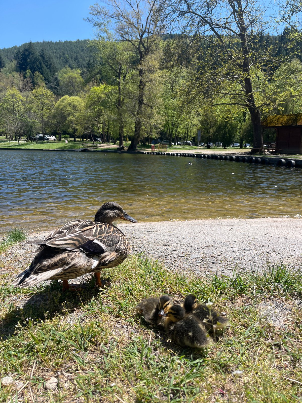 Mother Duck and Ducklings Spotted in Blagoevgrad Spring Morning