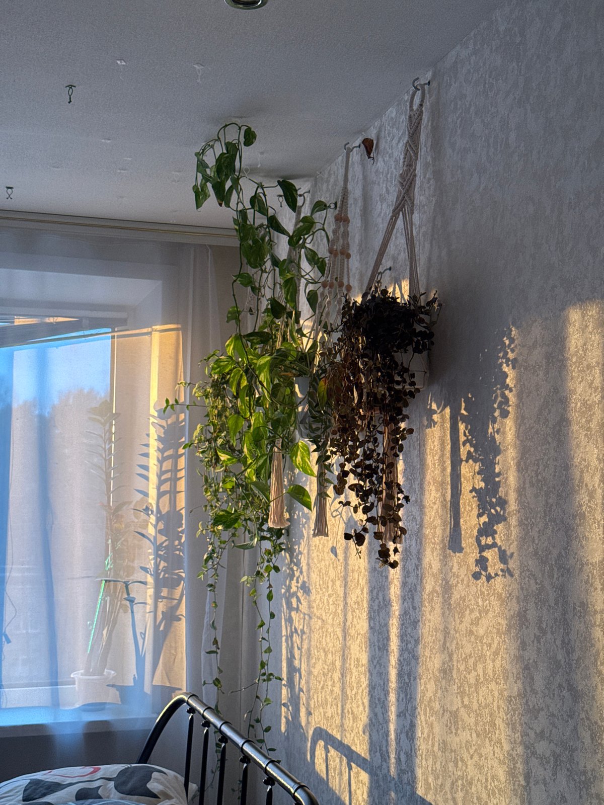 Domestic morning scenes: hanging plants, sunlit windows, pancake cooking