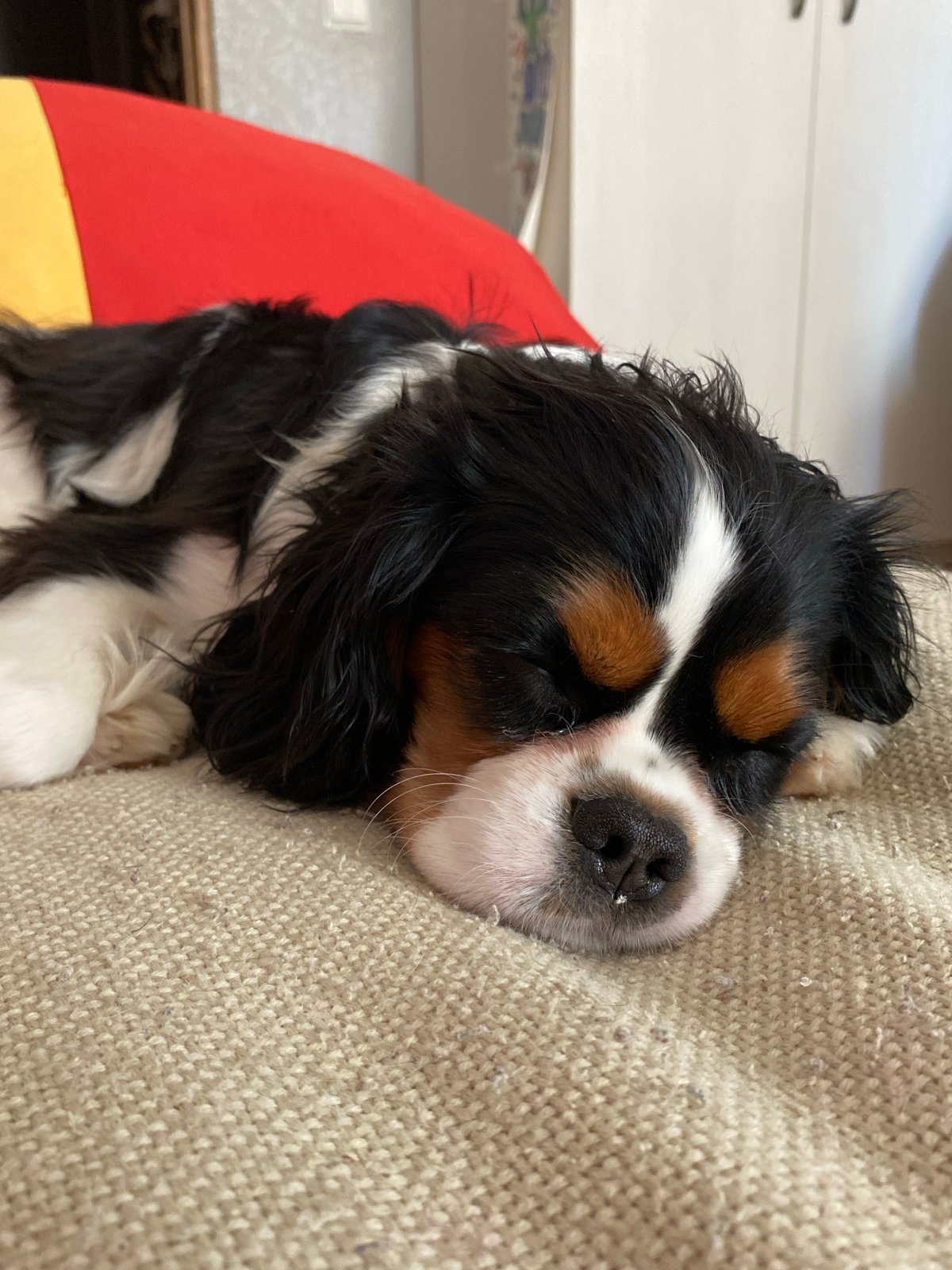 Sleeping Cavalier King Charles Spaniel puppy documented in Votkinsk