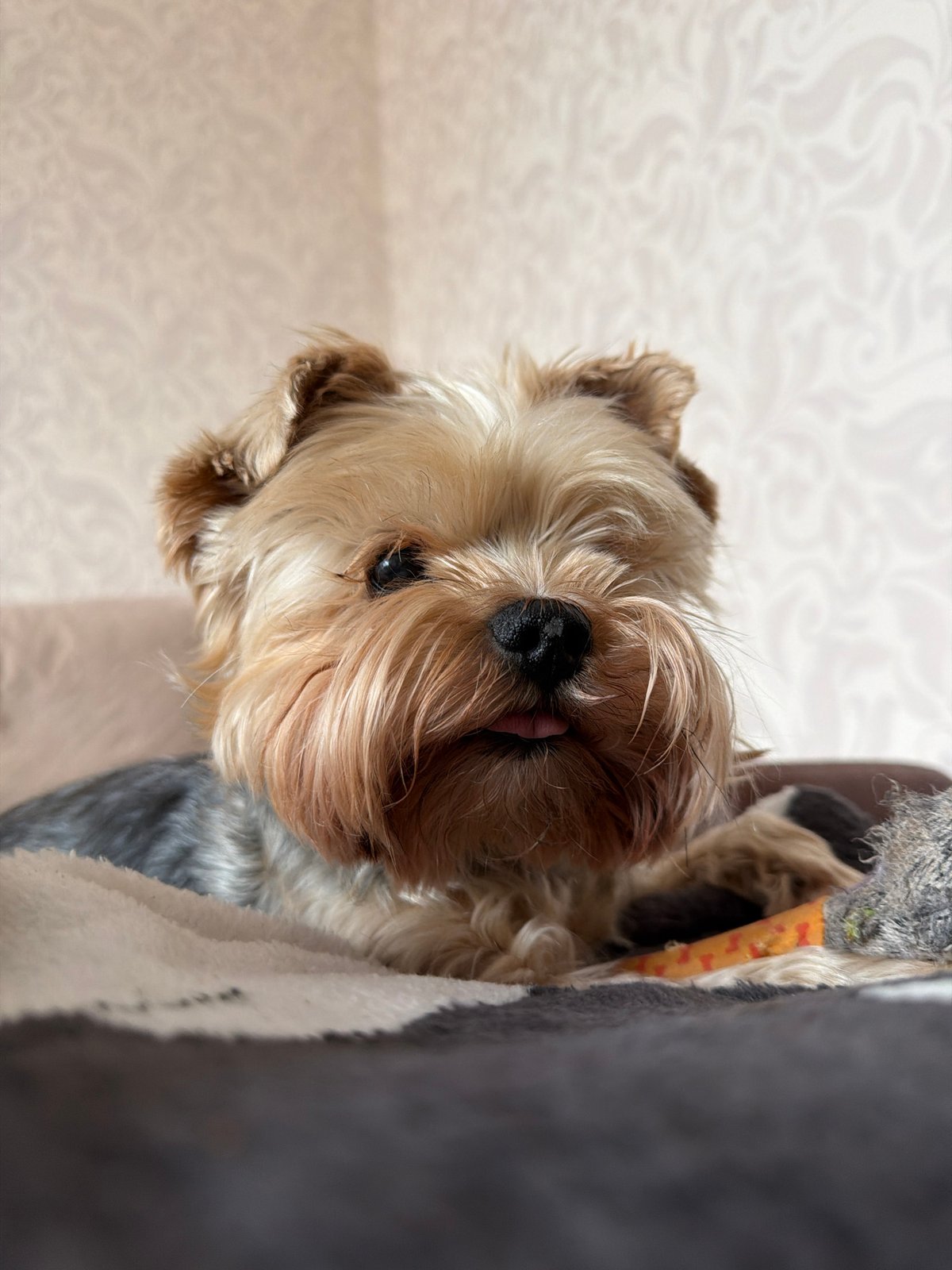 Yorkshire Terrier rests with toys in Krasnoyarsk home