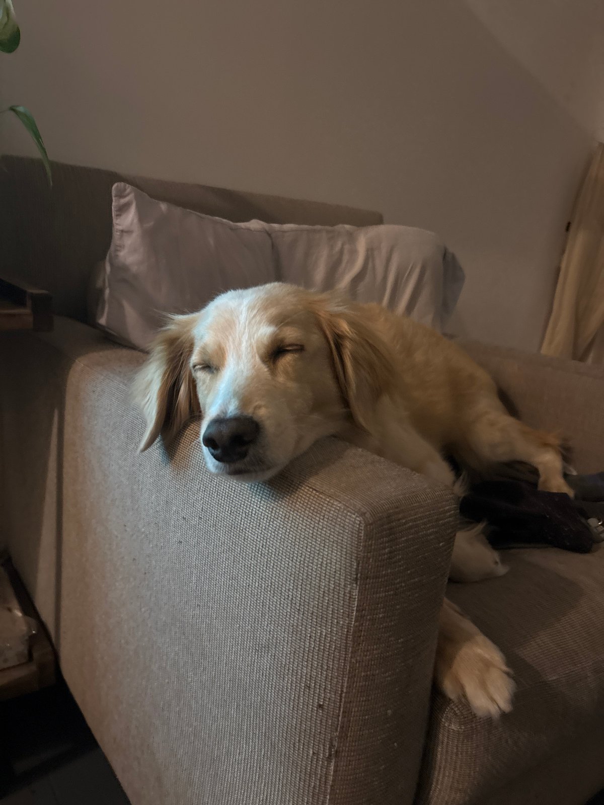 Early morning bonding moments between person and golden retriever