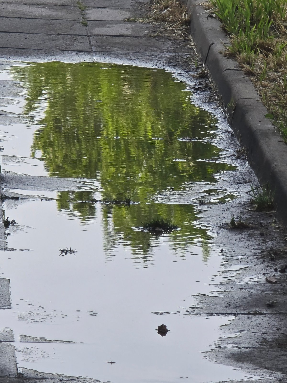 Urban observer captures puddle reflections, paved surfaces, blooming rose