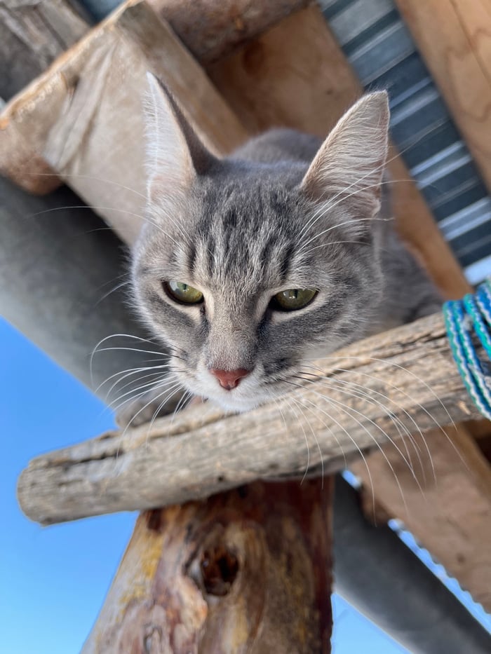 Rural Russian village life documented with pets, snow scenes