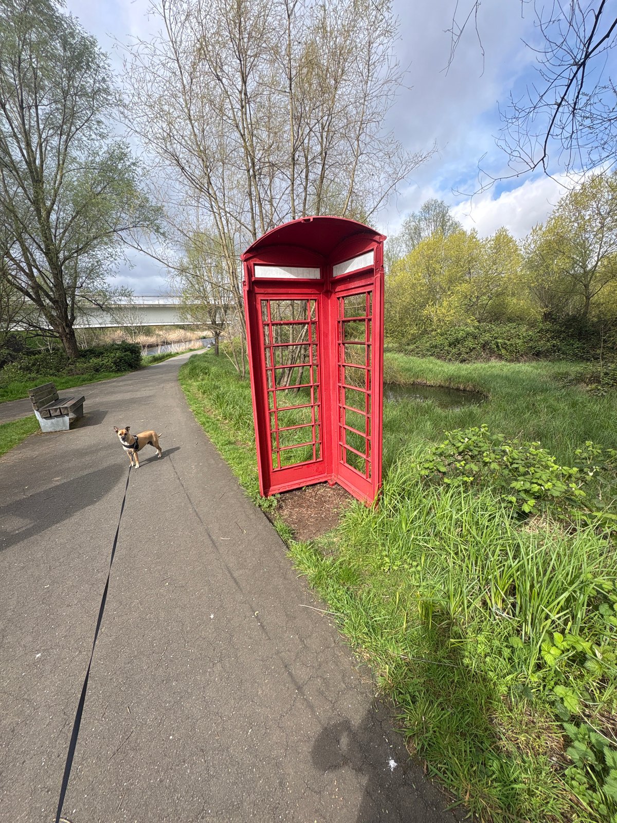 Dog walker spotted in London park near telephone box