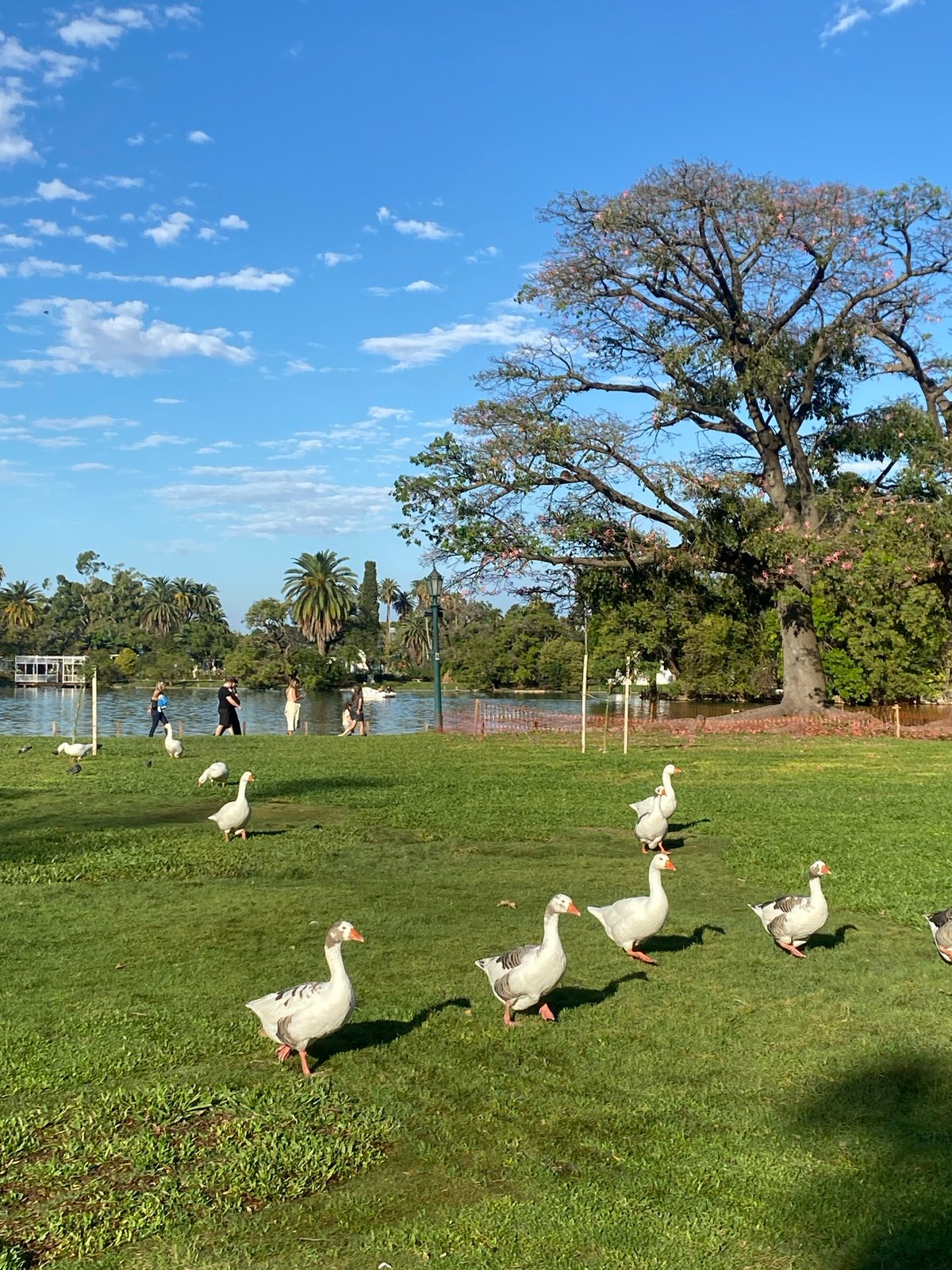 Evening recreation and wildlife interactions in Buenos Aires park