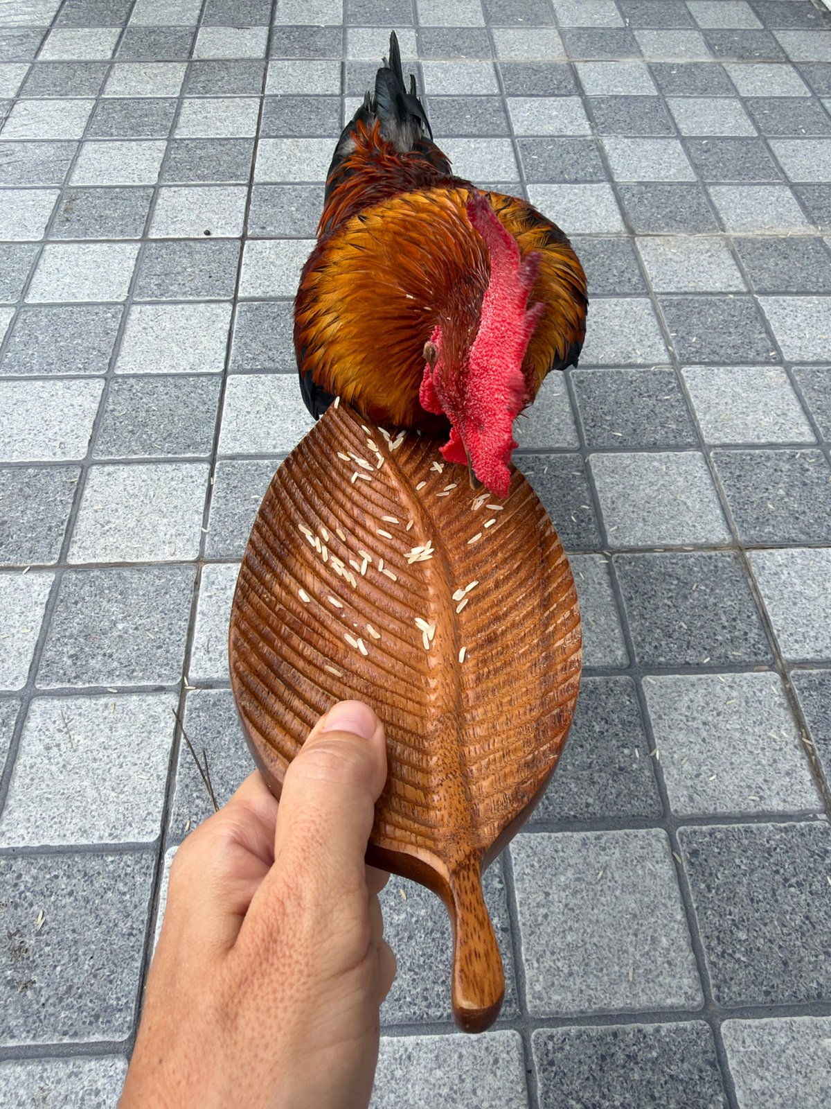 Rooster feeding and Buddha statues at a Ko Samui market