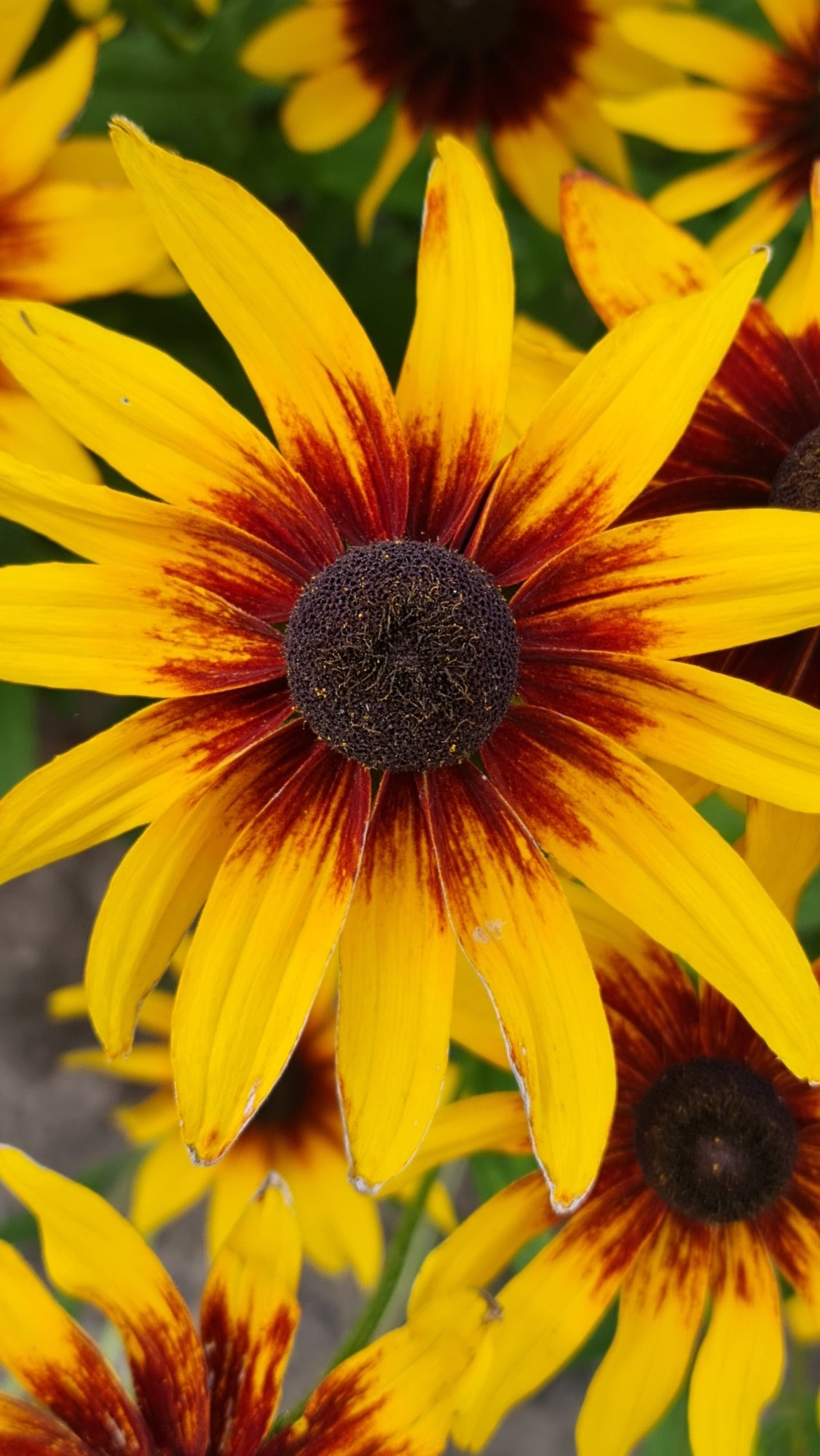 Garden flowers in close-up: black-eyed Susans and pink cactus blooms