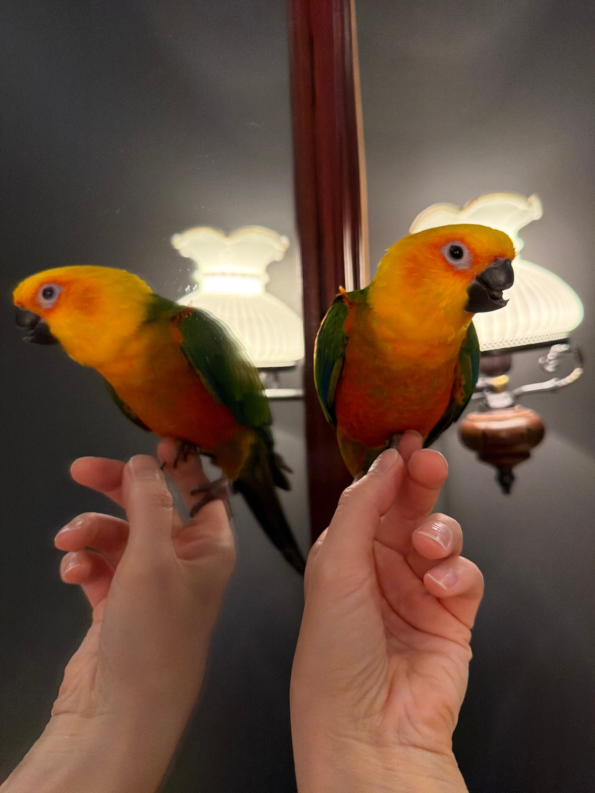 Tropical Sun Conure parrot spotted in Khimki, Russia