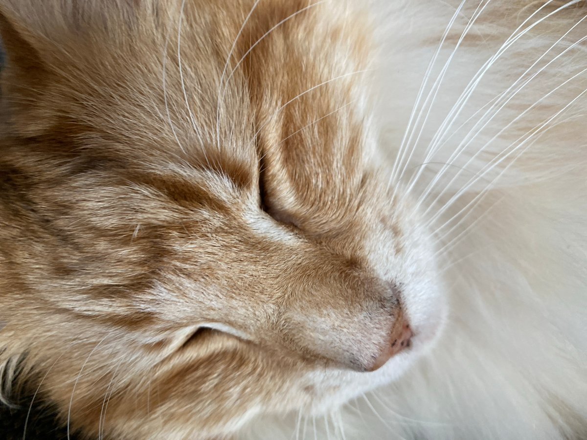 Tabby cat spotted resting peacefully in Strasbourg
