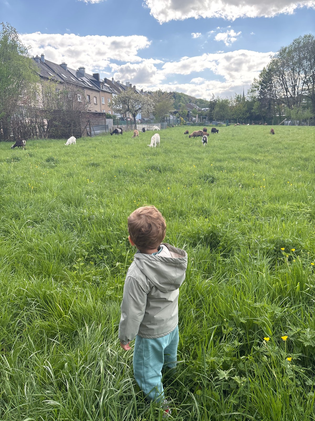 Child walks through goat field in Luxembourg countryside