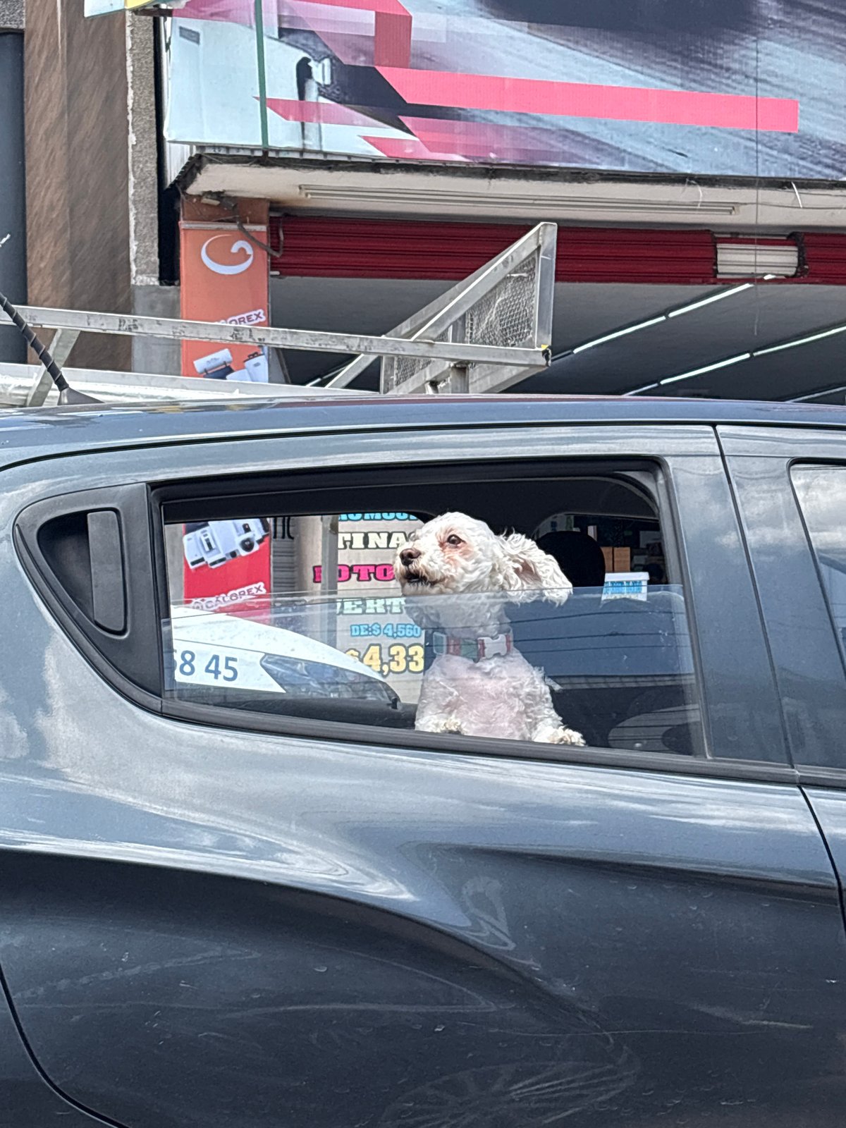 Poodle mix hangs out a car window in Puebla
