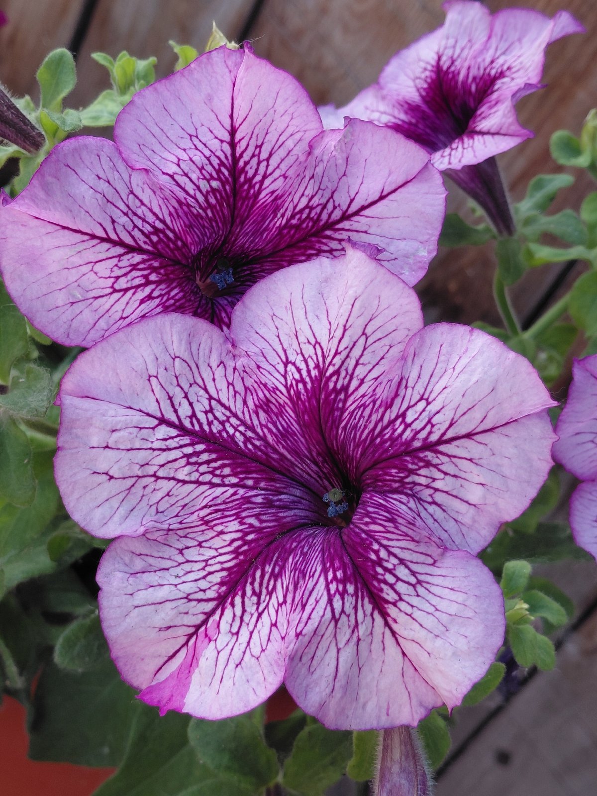 Petunia close-ups in full bloom, Novosibirsk summer