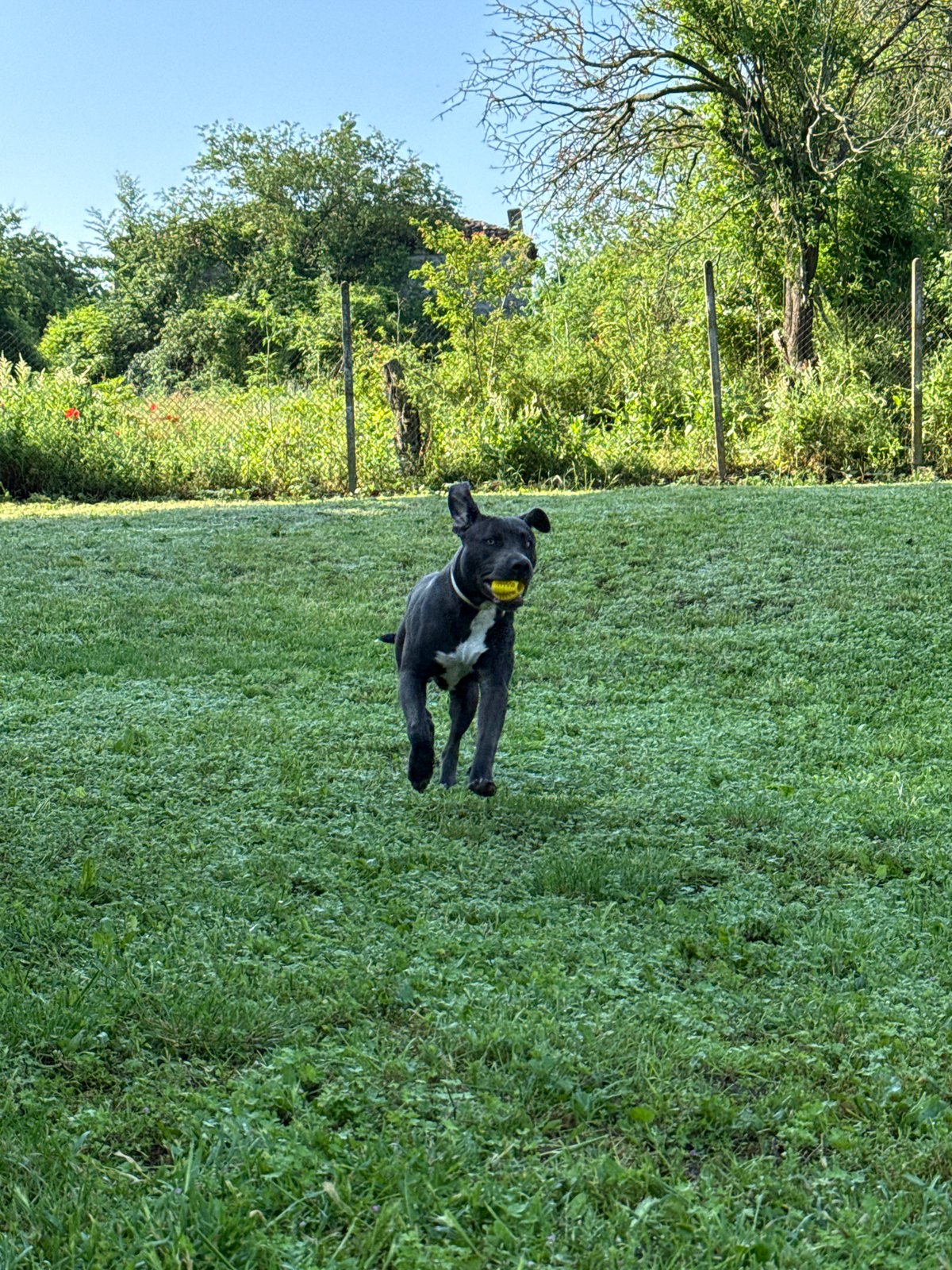 Dogs photographed playing in Bulgarian yard during early morning