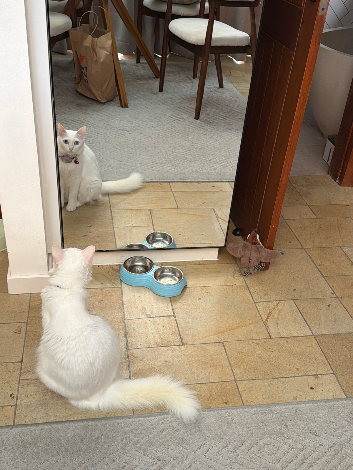 Domestic cats observed in routine indoor activities in Ungasan