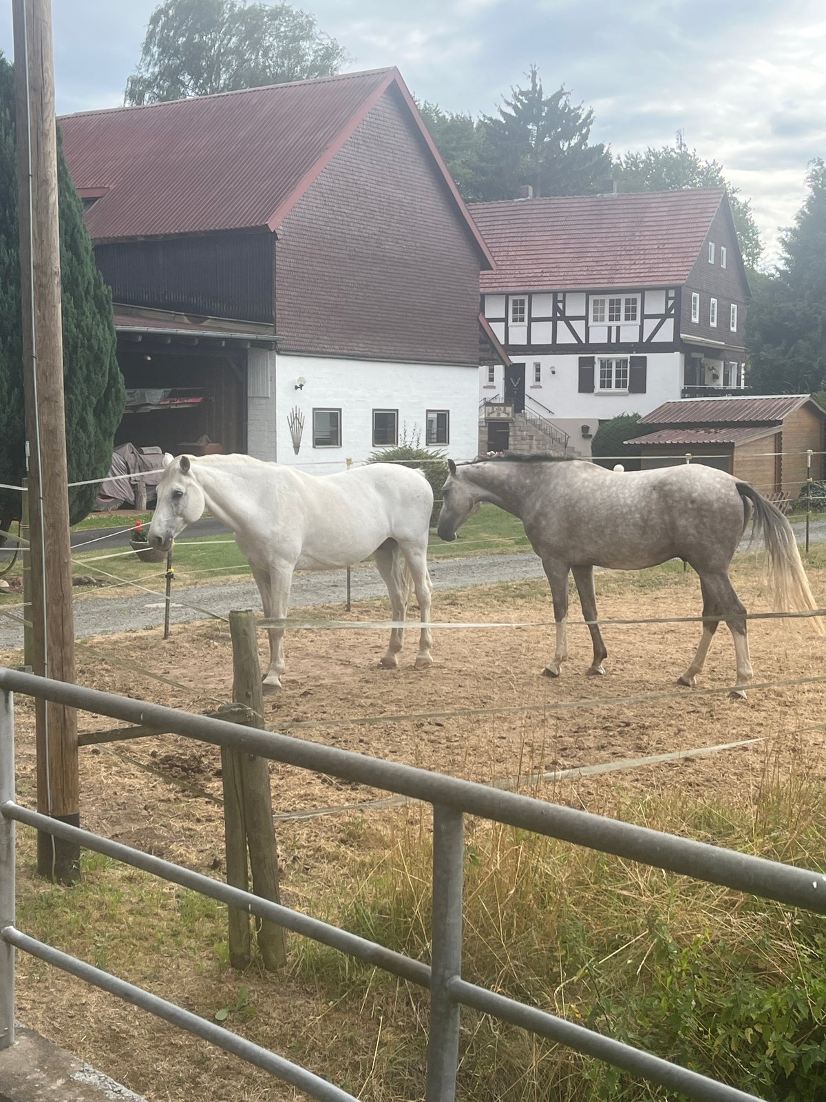 Two horses in a paddock at a rural Momberg property