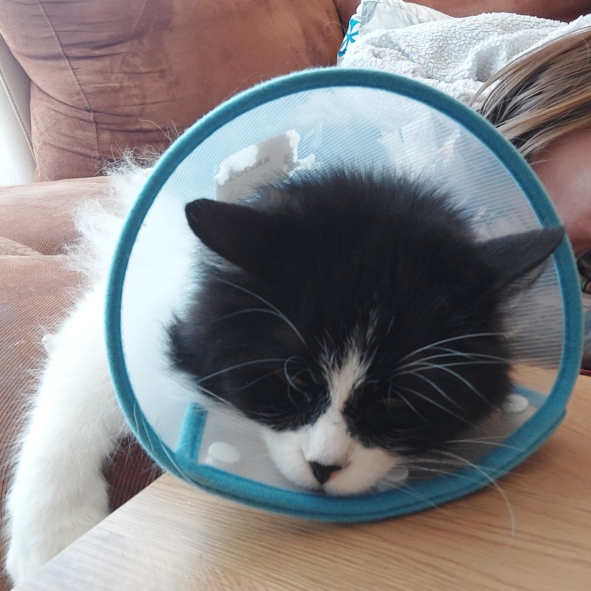Cat in protective cone spotted resting indoors in Plovdiv