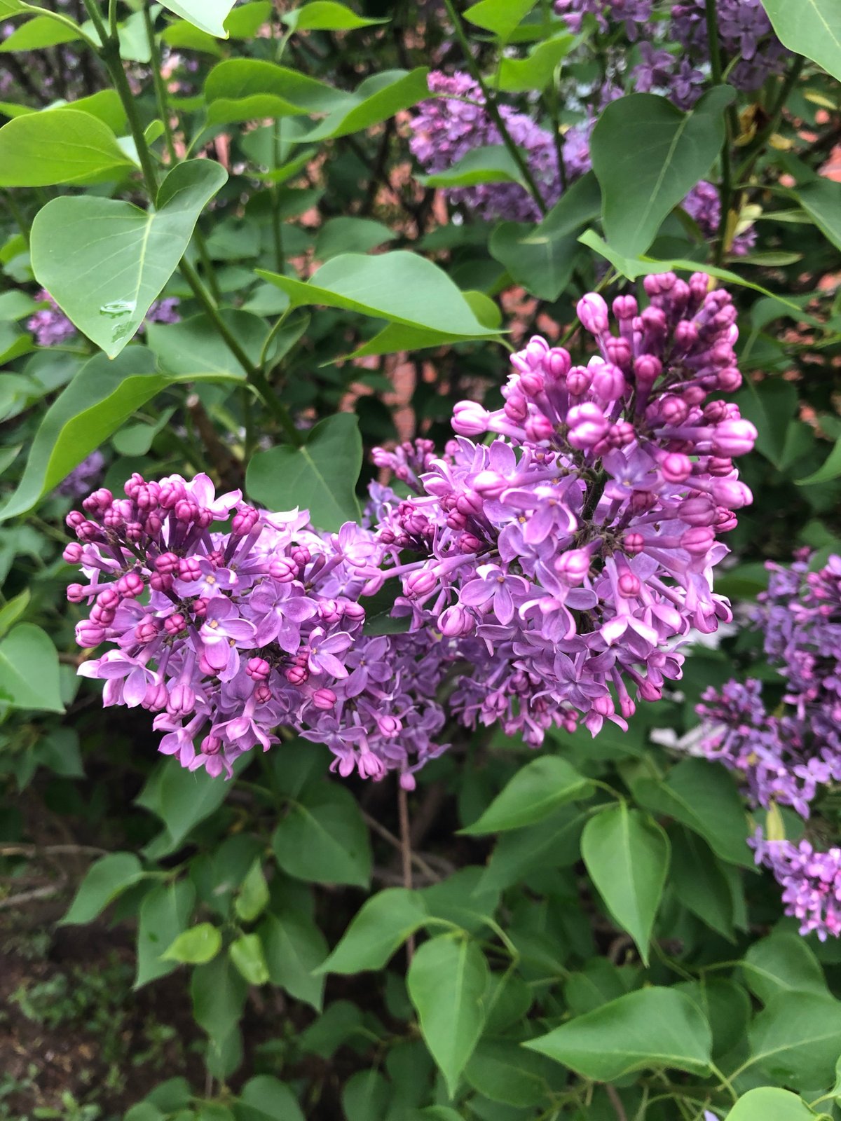 Urban lilac bush blooms captured under cloudy evening skies