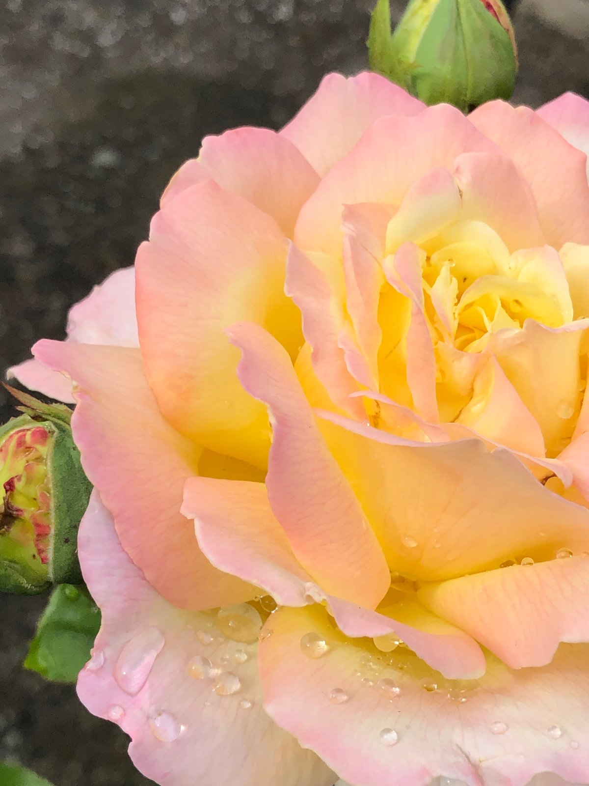 Wet roses, buzzing bees, and ripening fruit in a morning garden