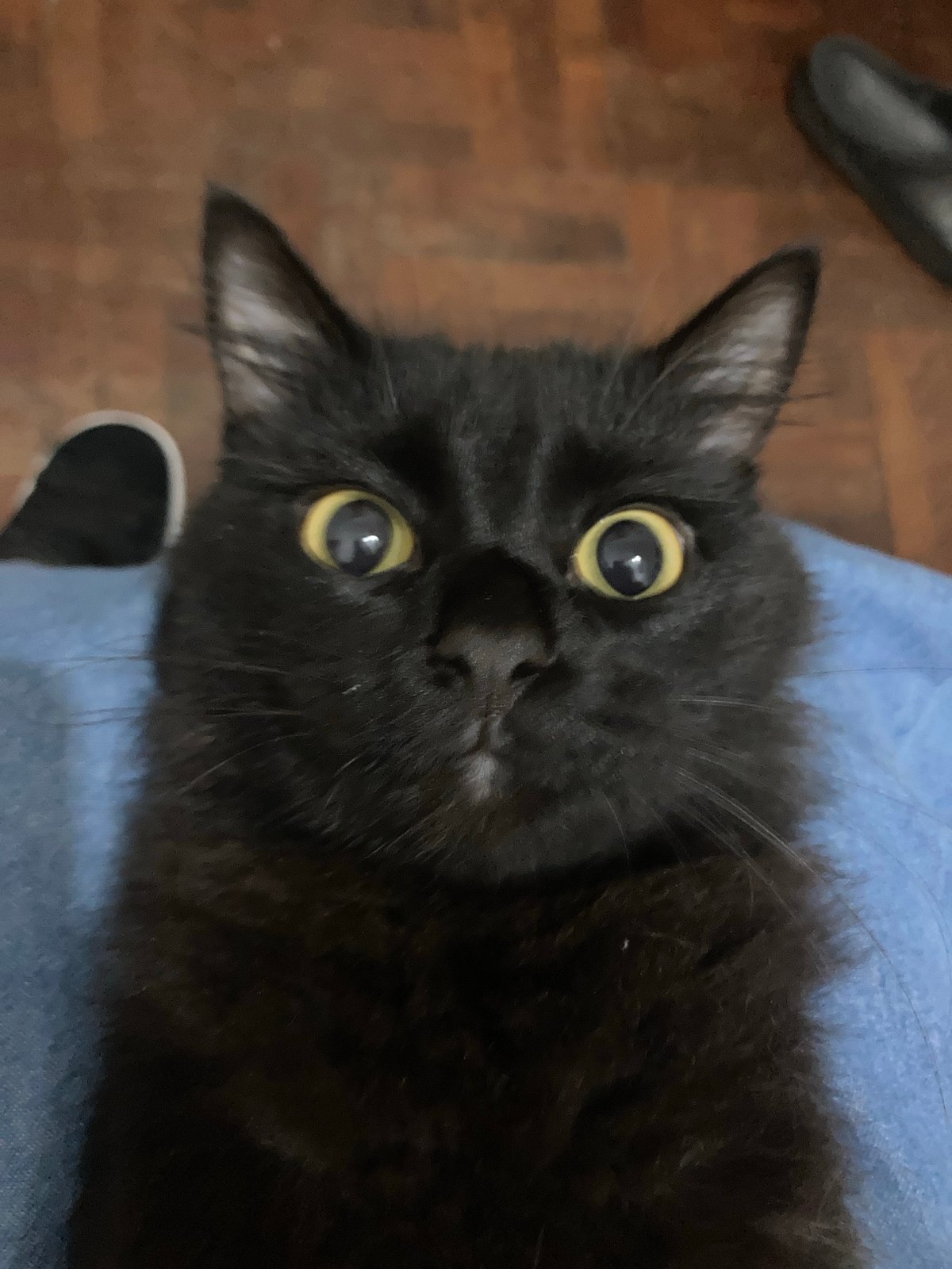 Black cat with yellow eyes photographed multiple times indoors