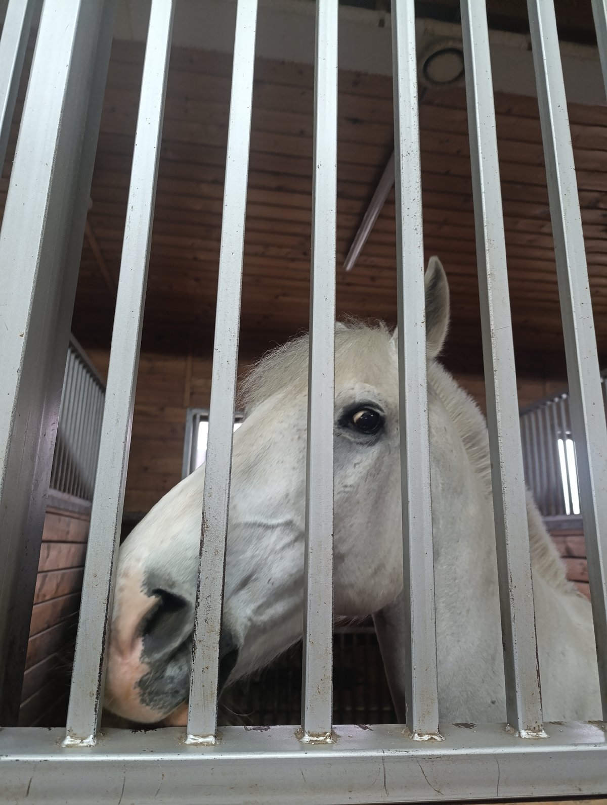 White horse observed in stable in Chernogolovka, Russia