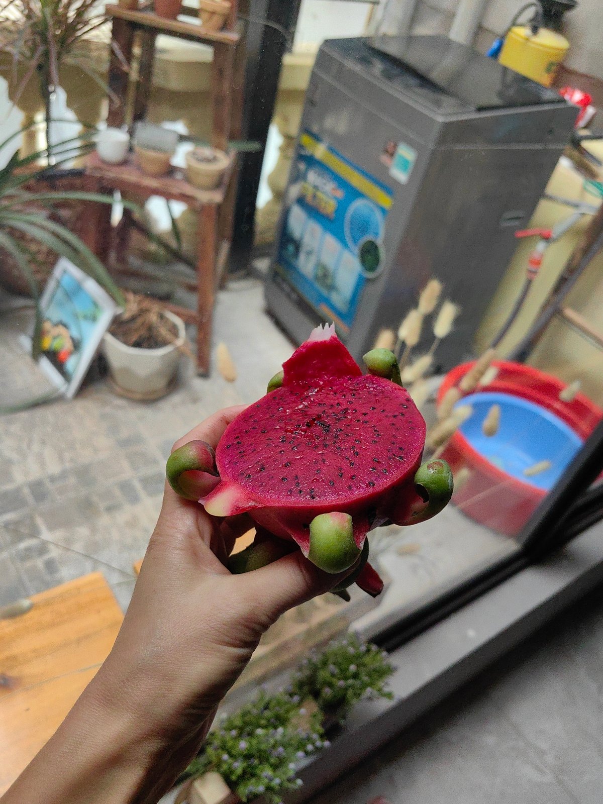 Woman enjoys dragon fruit snack in Hanoi home