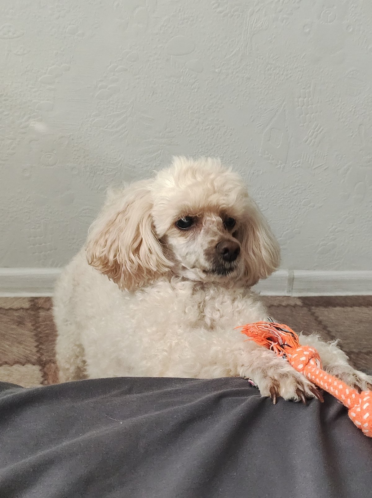 Poodle plays with orange rope toy at home in Chaikovsky