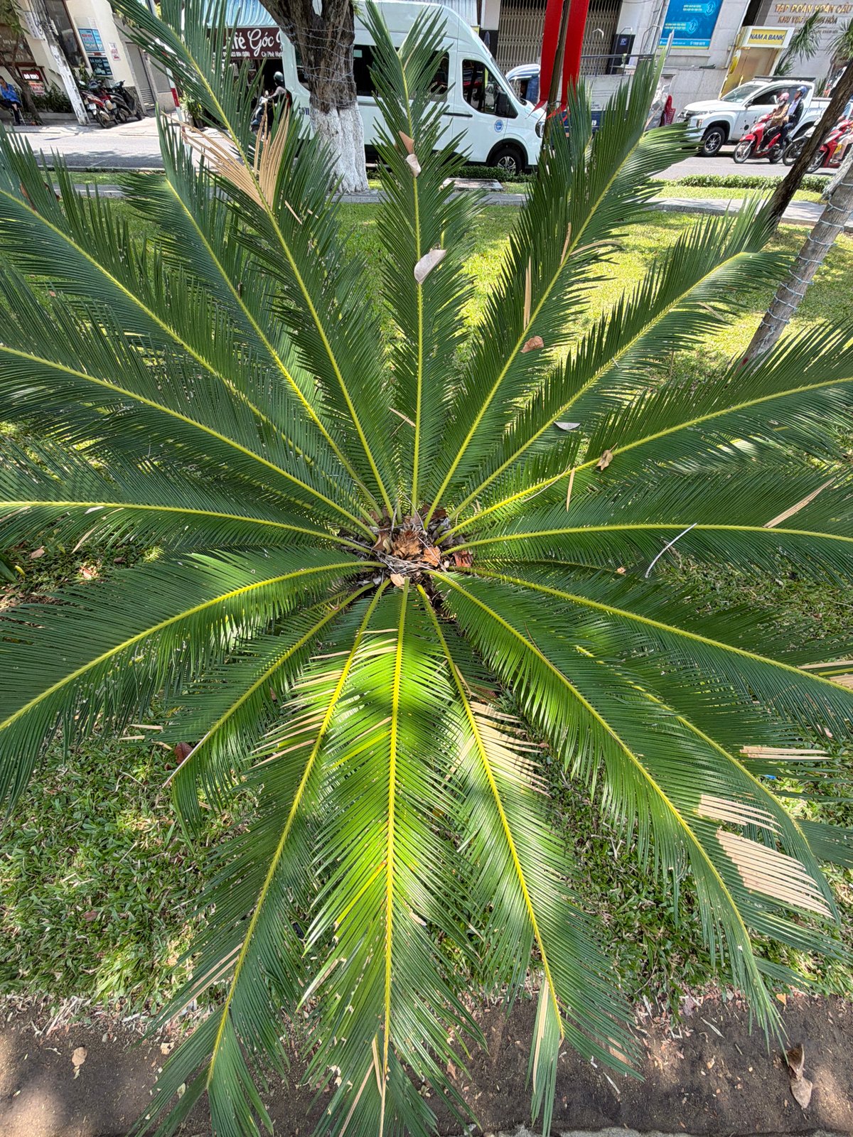 Sago palm photographed in Nha Trang, Vietnam