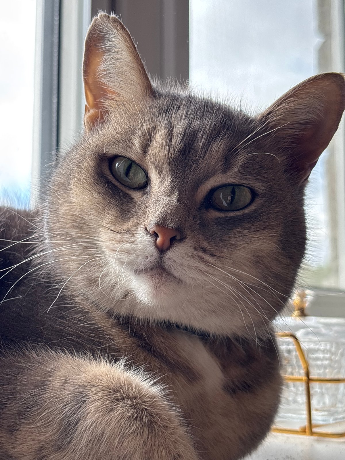 Tabby cat portrait captured in Russian village
