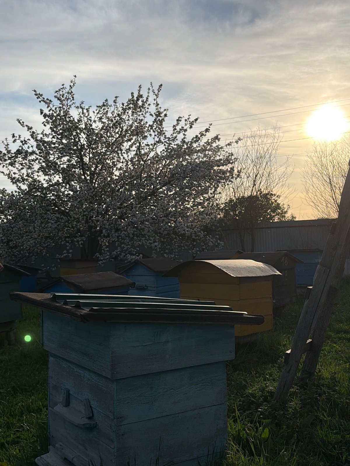 Spring blooms and rural life captured in Kadryakovo, Russia