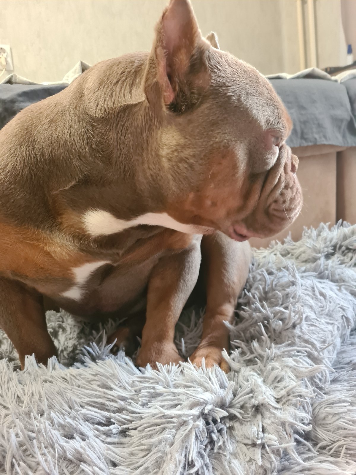 Bully breeds lounging on grey blankets at home