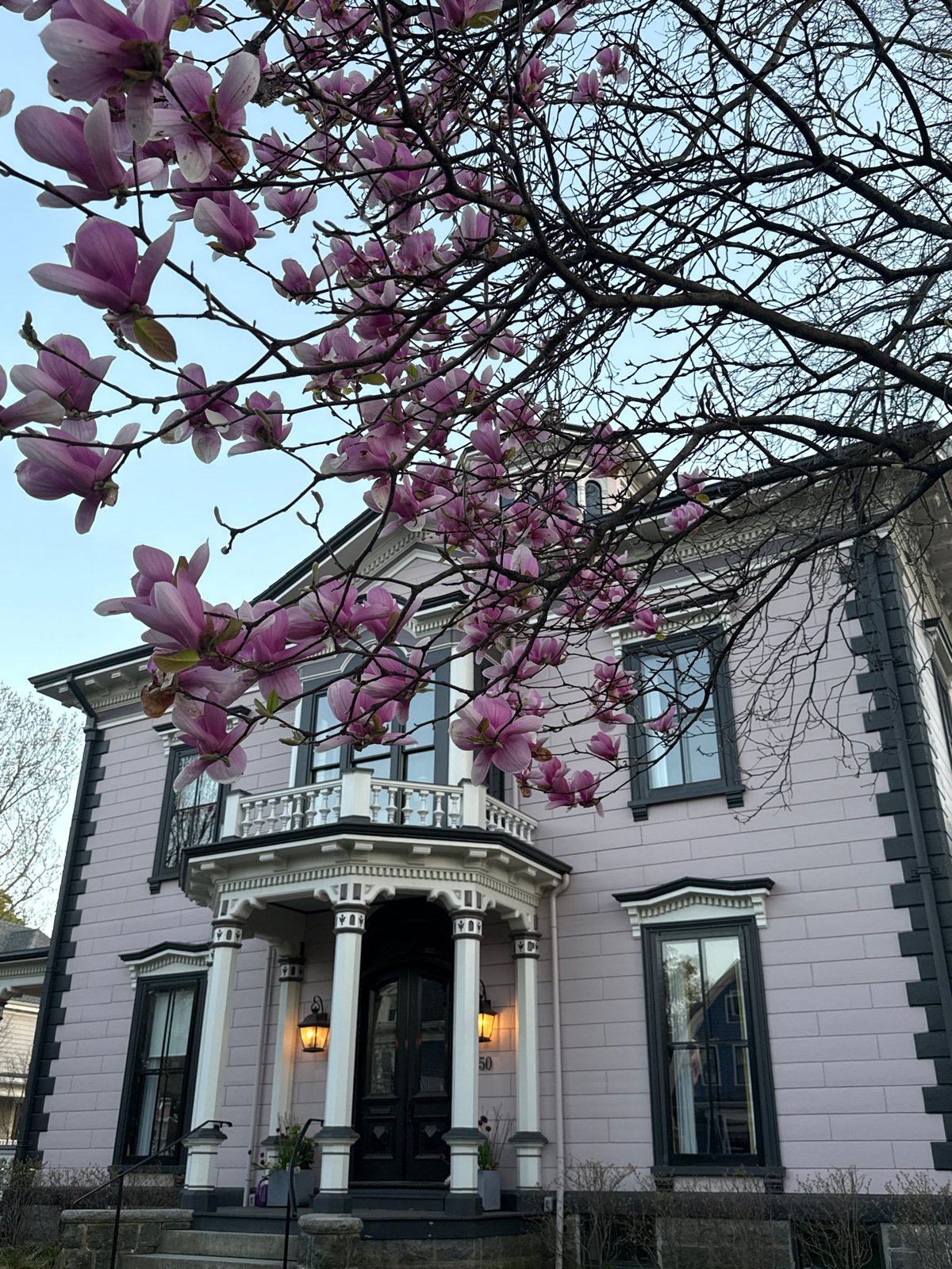Spring blooms frame Boston house under clear evening sky