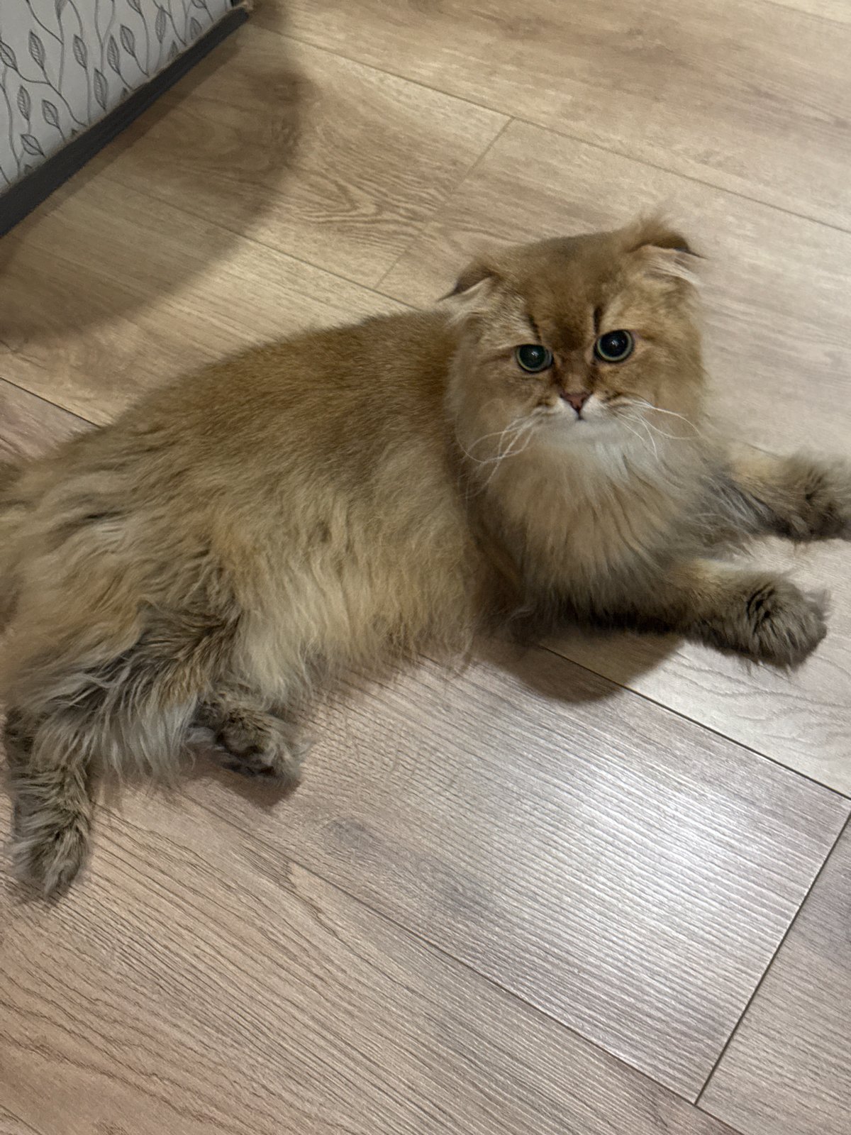 Kitten spotted lying on back in Moscow home