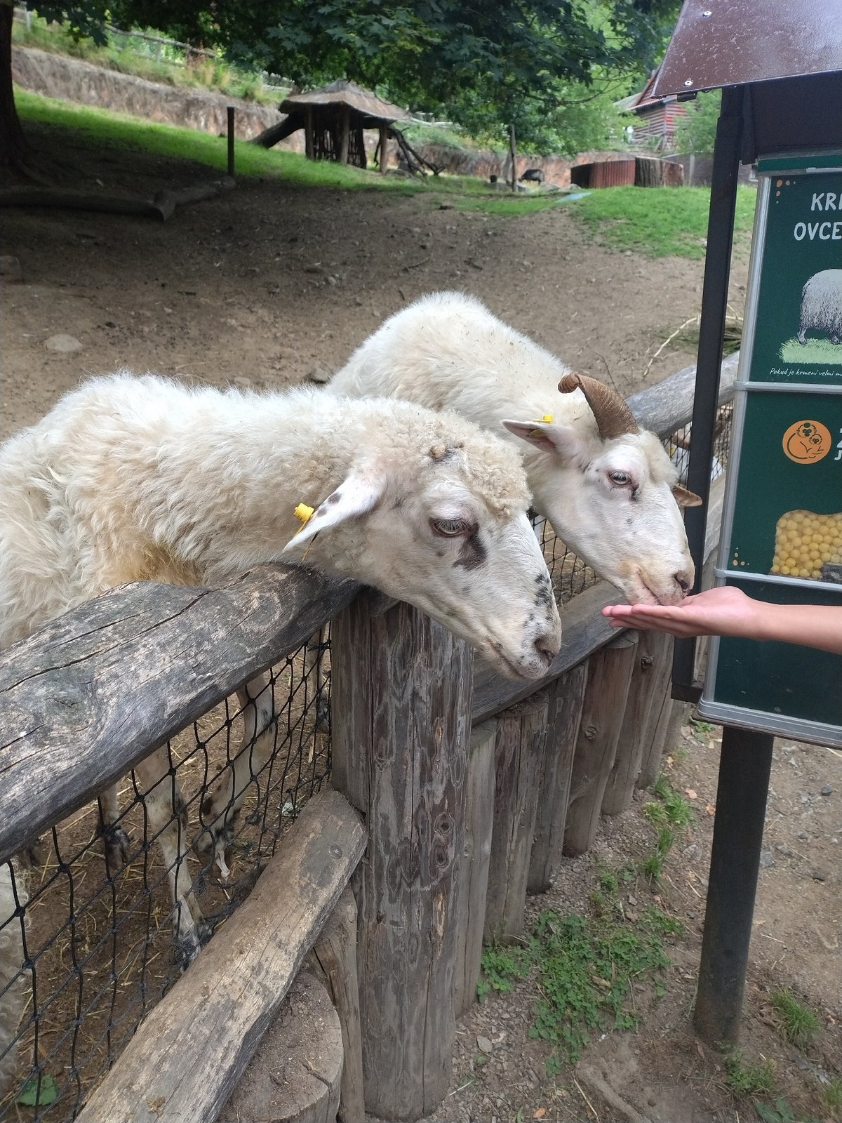 Afternoon tour through Jihlava Zoo's animals and grounds