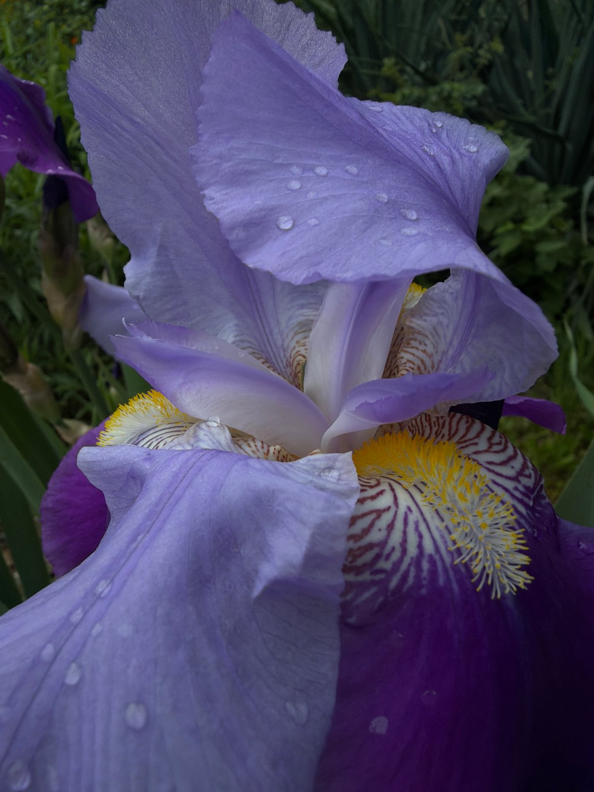 Person in Nike gear photographed with blooming irises in Lovech