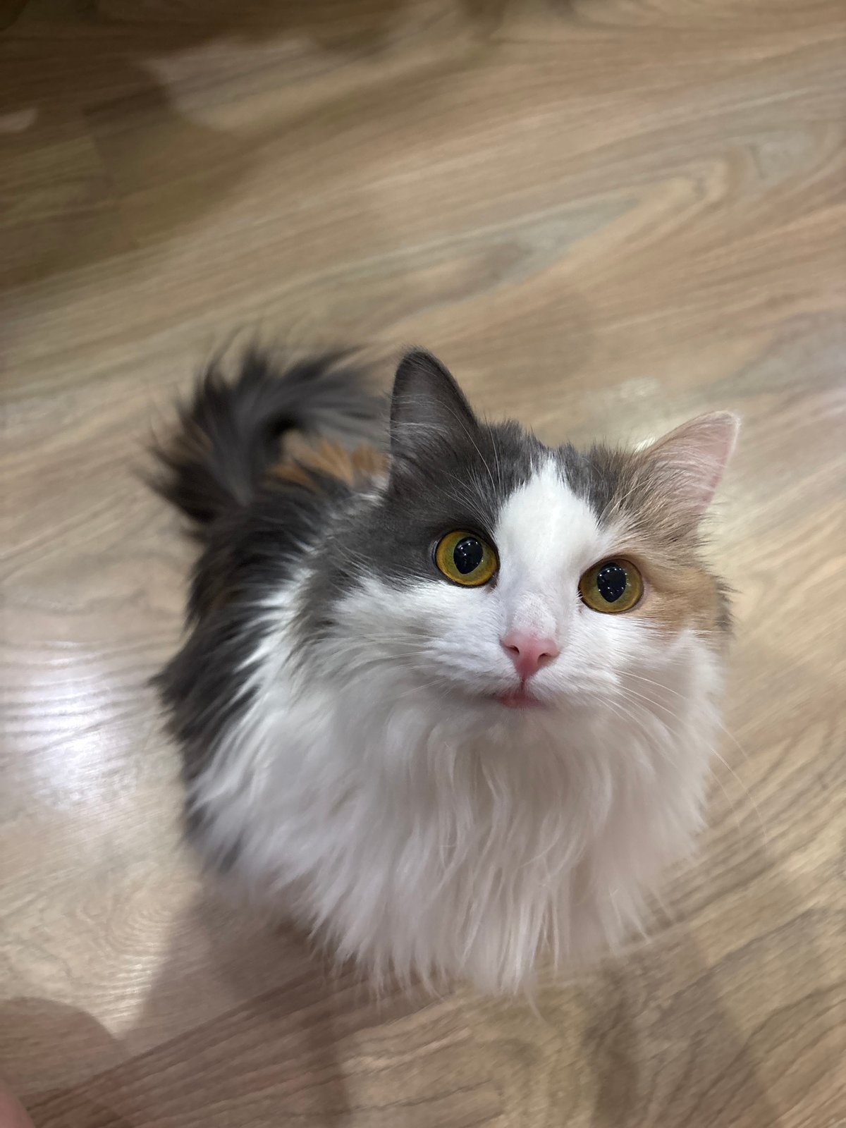 Multi-colored cat photographed indoors in Perm, Russia