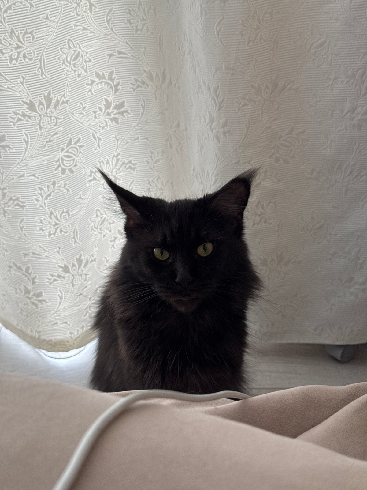Domestic pets and overcast cityscape scenes documented in Sirius