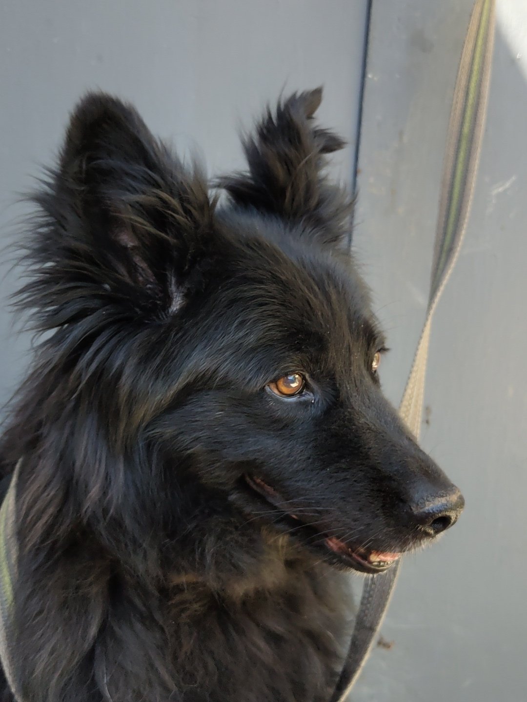 Close-up of a black long-haired dog looking sideways