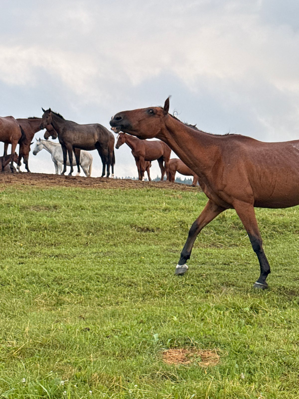 Horse herd grazing in a rural Lithuanian pasture on a cloudy day