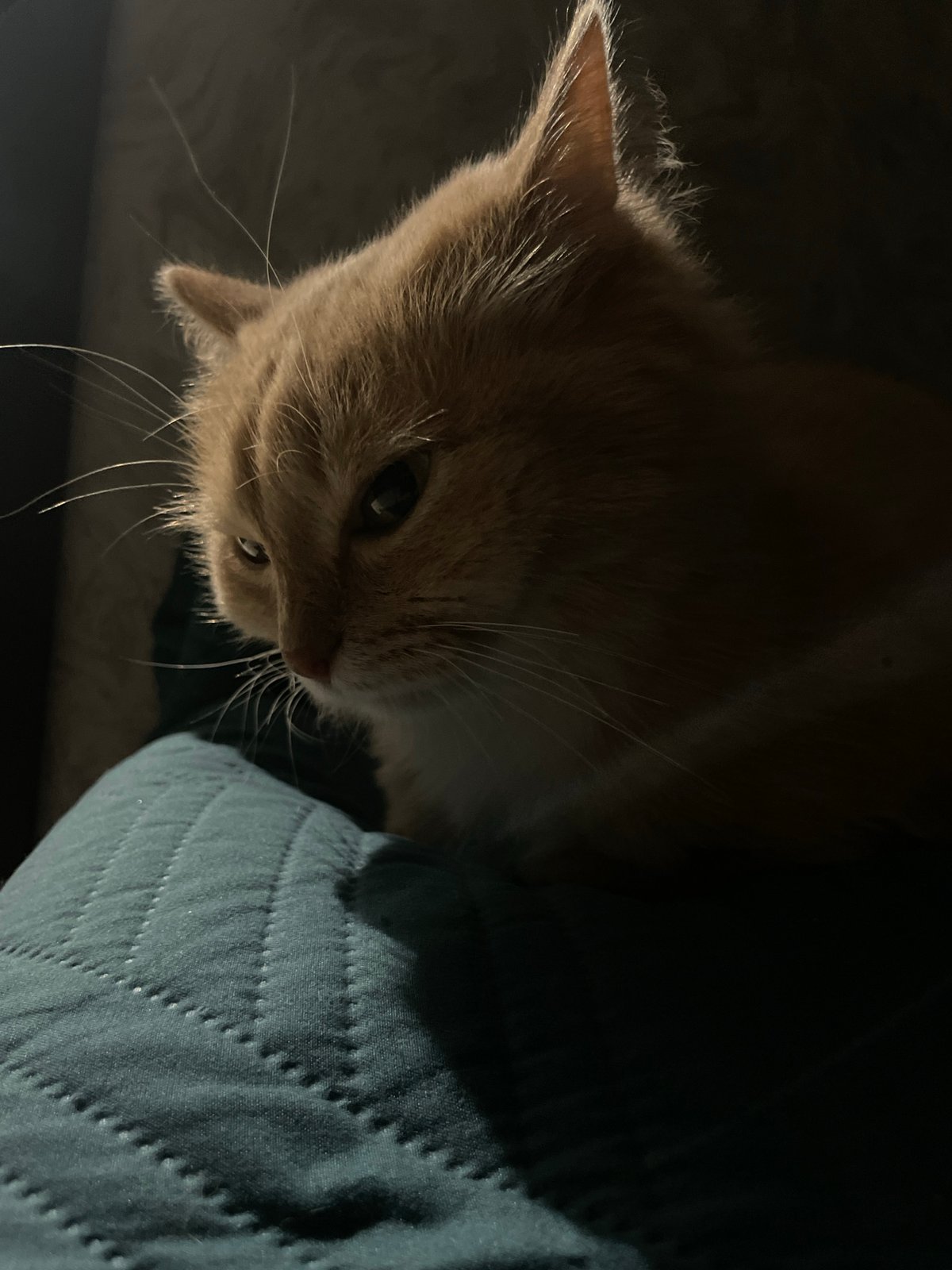 Evening documentation of cats, streets, and moon in Chaikovsky, Russia
